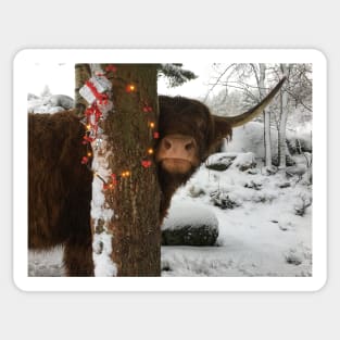 Scottish Highland Cattle Cow and Christmas Lights 2201 Sticker